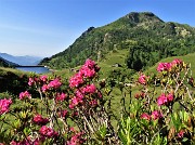 14 Rhododendron ferrugineum (Rododendro rosso) con Lago di Valmora e Monte Mincucco